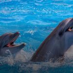 დელფინების შოუ Batumi Dolphinarium ბათუმი პედოფილიის საქმეები: 15 წლის გოგონას ისტორია