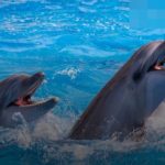 დელფინების შოუ Batumi Dolphinarium ბათუმი სახელმწიფო აკადემიური ცეკვის ანსამბლი “ბათუმი” — ზაფხულის თეატრი, ბათუმი, 16 ივლისი 2026 | შენი ბათუმი