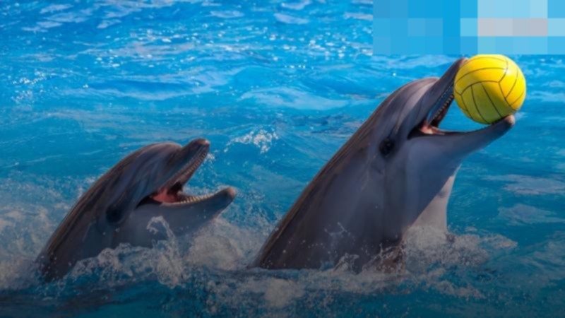 დელფინების შოუ, Batumi Dolphinarium, ბათუმი