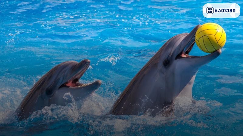 დელფინების შოუ Batumi Dolphinarium ბათუმი დელფინების შოუ — ზღაპრული სანახაობა ბათუმში, 16 ივლისი 2026 | შენი ბათუმი