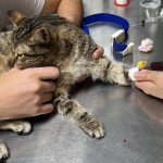 Veterinary clinic Chuki ვეტერინარული კლინიკა ჩაკი Aspria Fitness ბათუმში — სპორტული ობიექტი, მისამართი, ფასები | შენი ბათუმი