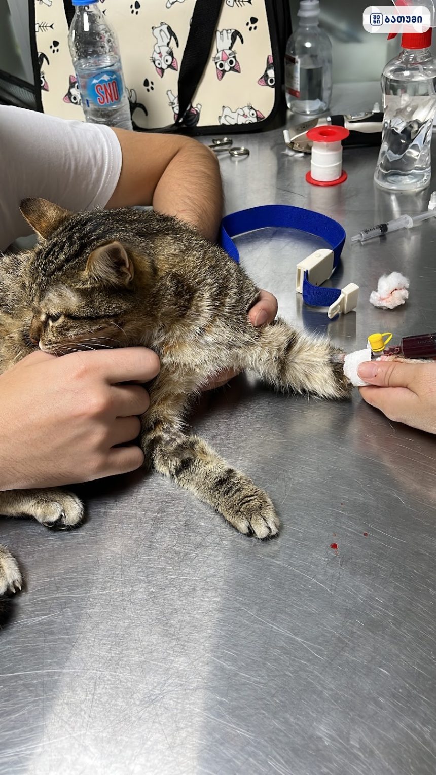 Veterinary clinic Chuki ვეტერინარული კლინიკა ჩაკი Veterinary clinic Chuki – ვეტერინარული კლინიკა ჩაკი ბათუმში — კლინიკა, მისამართი, ფასები | შენი ბათუმი