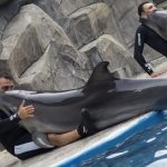 Batumi Dolphinarium კიმ ჩენ ინის შეხვედრა ჩინეთის ჩინოვნიკთან