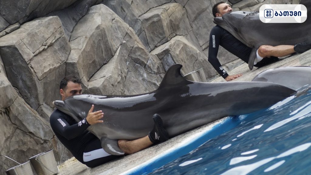 Batumi Dolphinarium ბათუმში — ღირსშესანიშნაობა, მისამართი, ფასები