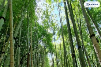 Shekvetili Dendrological Park Shekvetili Dendrological Park ბათუმში — გასართობი ობიექტი, მისამართი, ფასები | შენი ბათუმი