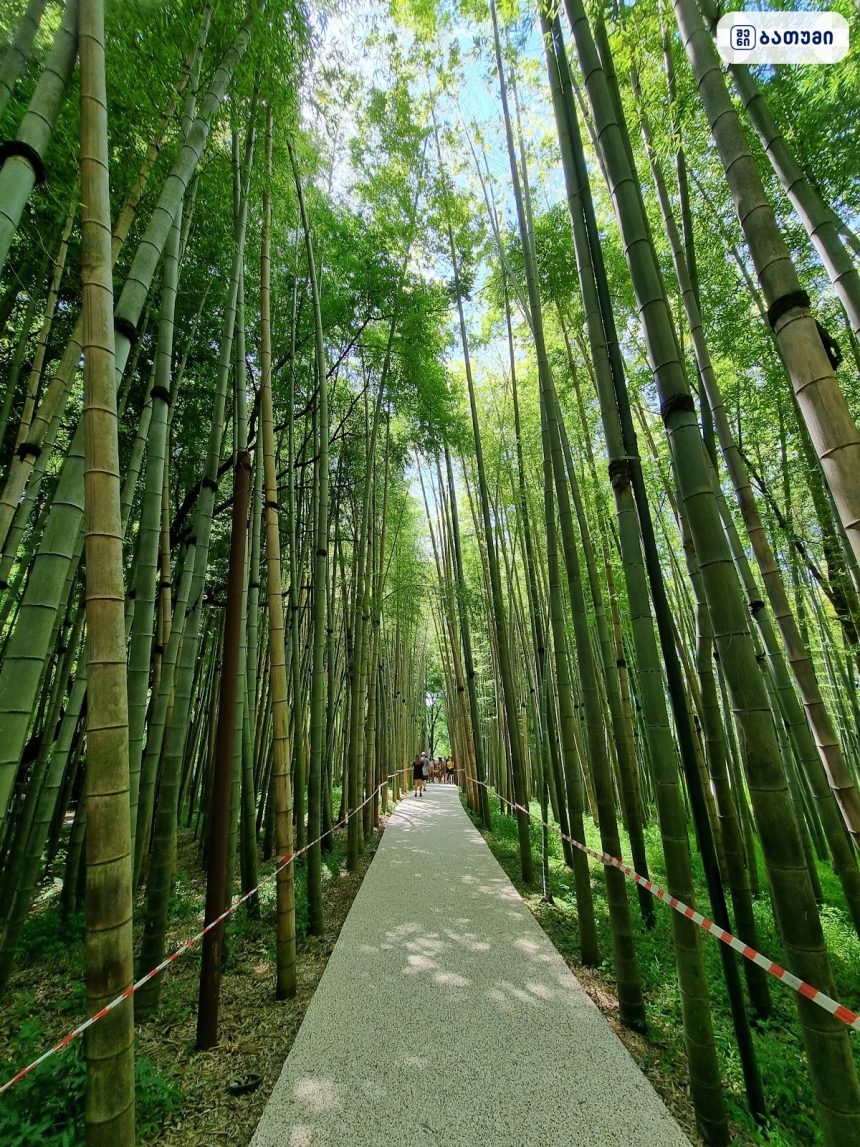 Shekvetili Dendrological Park Shekvetili Dendrological Park ბათუმში — გასართობი ობიექტი, მისამართი, ფასები | შენი ბათუმი