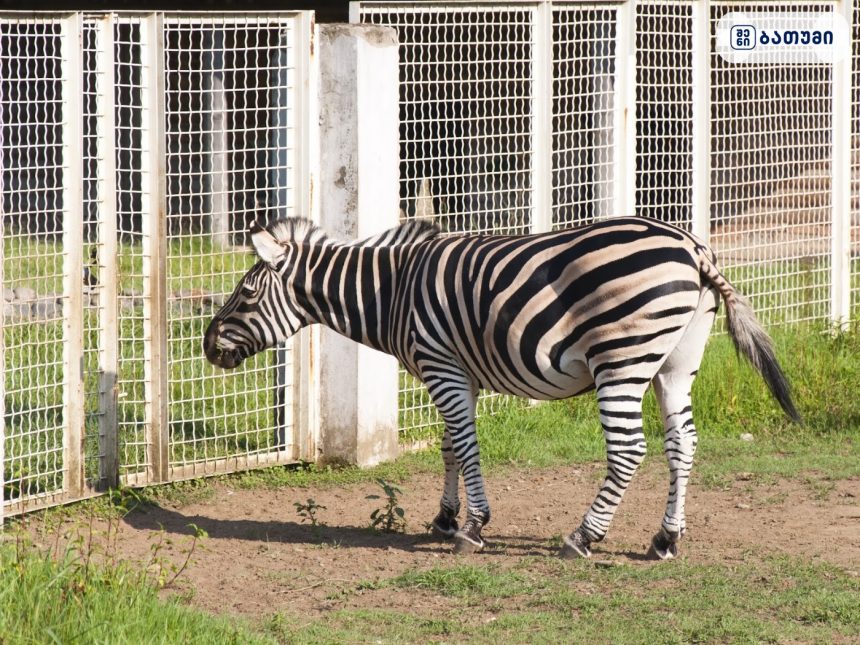 Batumi City Zoo Batumi City Zoo ბათუმში — ღირსშესანიშნაობა, მისამართი, ფასები | შენი ბათუმი