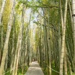 Bamboo Grove ๐ แแแแฃแแแก 5 แกแแฃแแแแแกแ แฆแแ แกแจแแกแแแแจแแแแแ โ แ แแแขแแแแแแแ | แจแแแ แแแแฃแแ