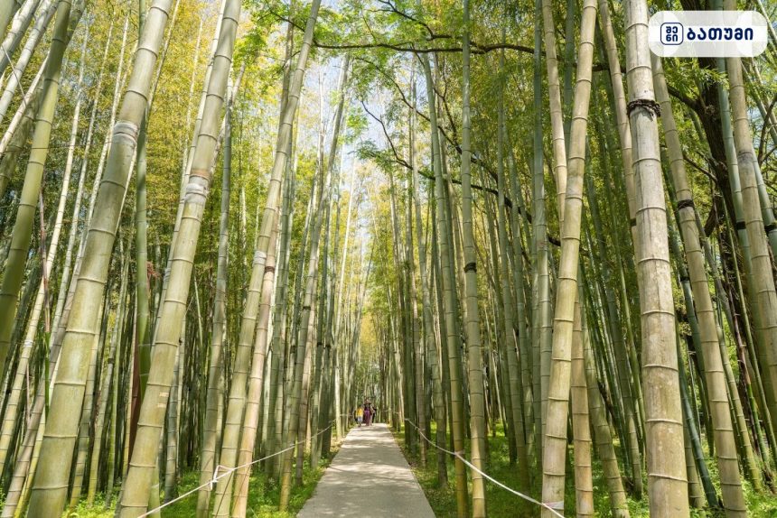 Bamboo Grove Bamboo Grove ბათუმში — ღირსშესანიშნაობა, მისამართი, ფასები | შენი ბათუმი