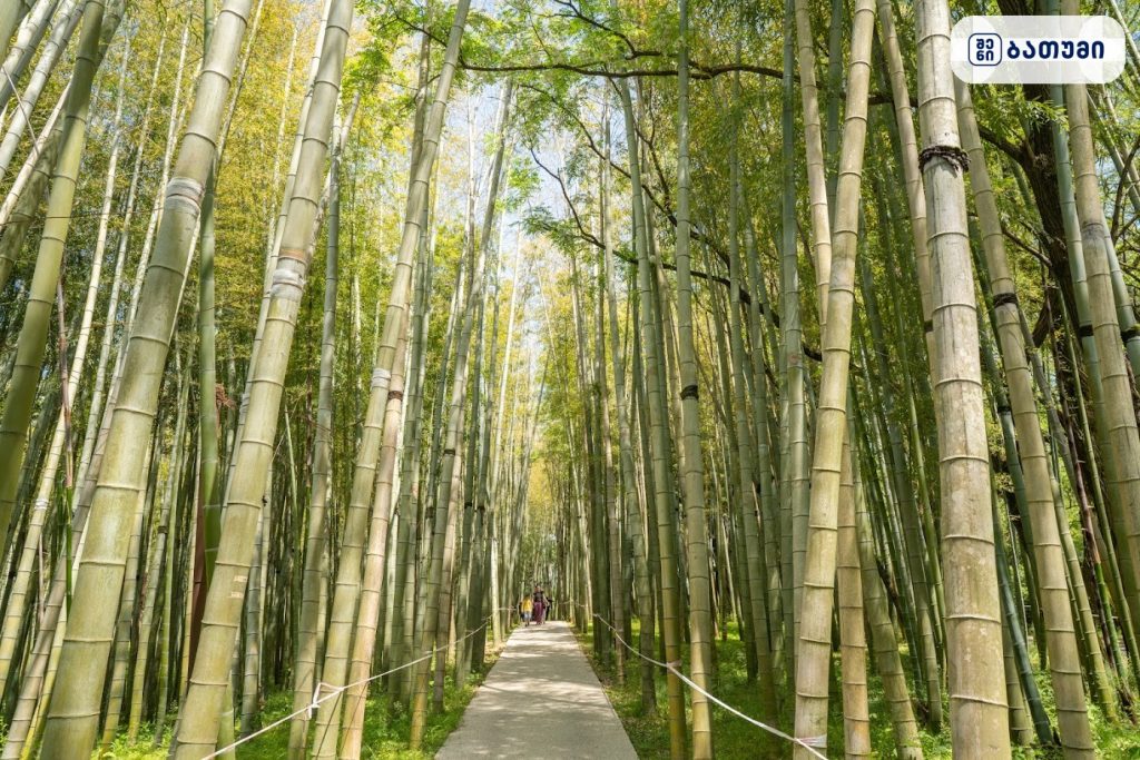 Bamboo Grove ბათუმში — ღირსშესანიშნაობა, მისამართი, ფასები