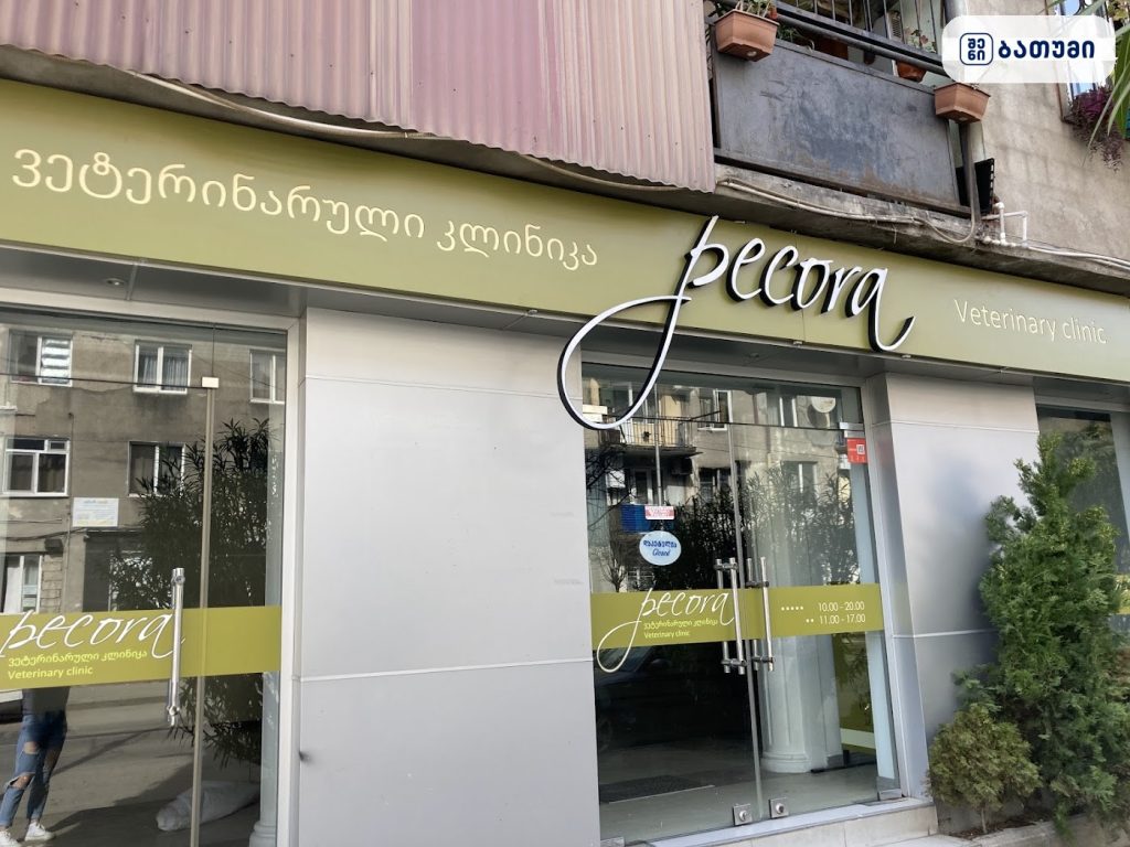 Pecora — ვეტკლინიკა ბათუმში
