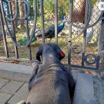 Dog inspired by Guineafowls Sanare – Dental Clinic in Batumi ბათუმში — სტომატოლოგიური კლინიკა, მისამართი, ფასები | შენი ბათუმი
