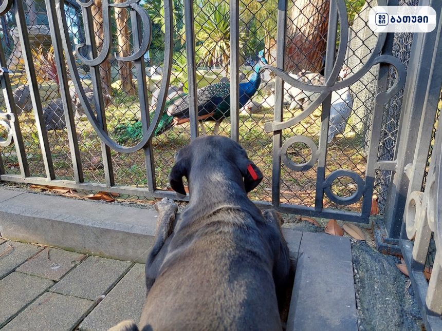 Dog inspired by Guineafowls Dog inspired by Guineafowls ბათუმში — ღირსშესანიშნაობა, მისამართი, ფასები | შენი ბათუმი