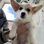 Veterinary clinic Ventura - ვეტერინარული კლინიკა ვენტურა Merabis House ბათუმში — სასტუმრო, მისამართი, ფასები | შენი ბათუმი
