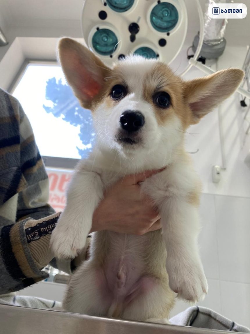 Veterinary clinic Ventura - ვეტერინარული კლინიკა ვენტურა Veterinary clinic Ventura – ვეტერინარული კლინიკა ვენტურა ბათუმში — ვეტკლინიკა, მისამართი, ფასები | შენი ბათუმი