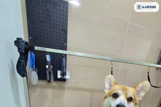 კორგი ვარცხნილობის პროცესში Pet Aesthetic ბათუმში — სალონი, მისამართი, ფასები | შენი ბათუმი