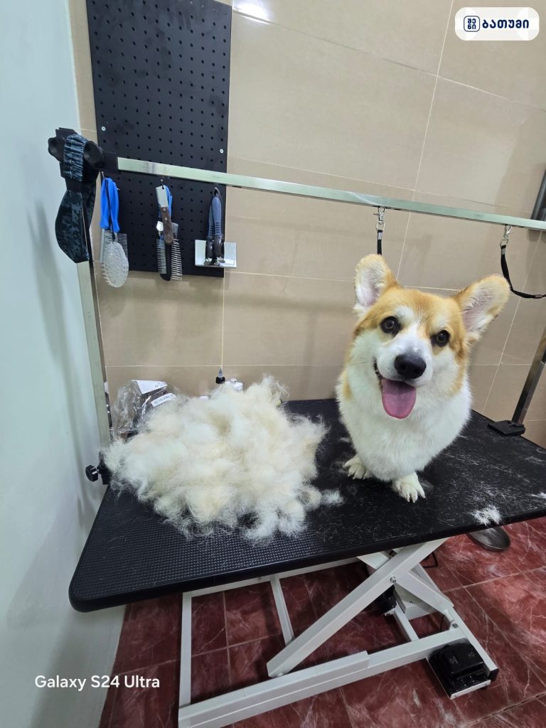 Pet Aesthetic — სალონი ბათუმში