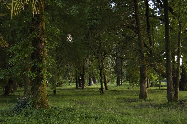 ბათუმის ბოტანიკური ბაღი — Batumi – Botanical Garden · კადრი 786 | შენი ბათუმი | შენი ბათუმი