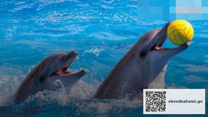 დელფინების შოუ Batumi Dolphinarium ბათუმი დელფინების შოუ — ზღაპრული სანახაობა ბათუმში, 16 ივლისი 2026 | შენი ბათუმი