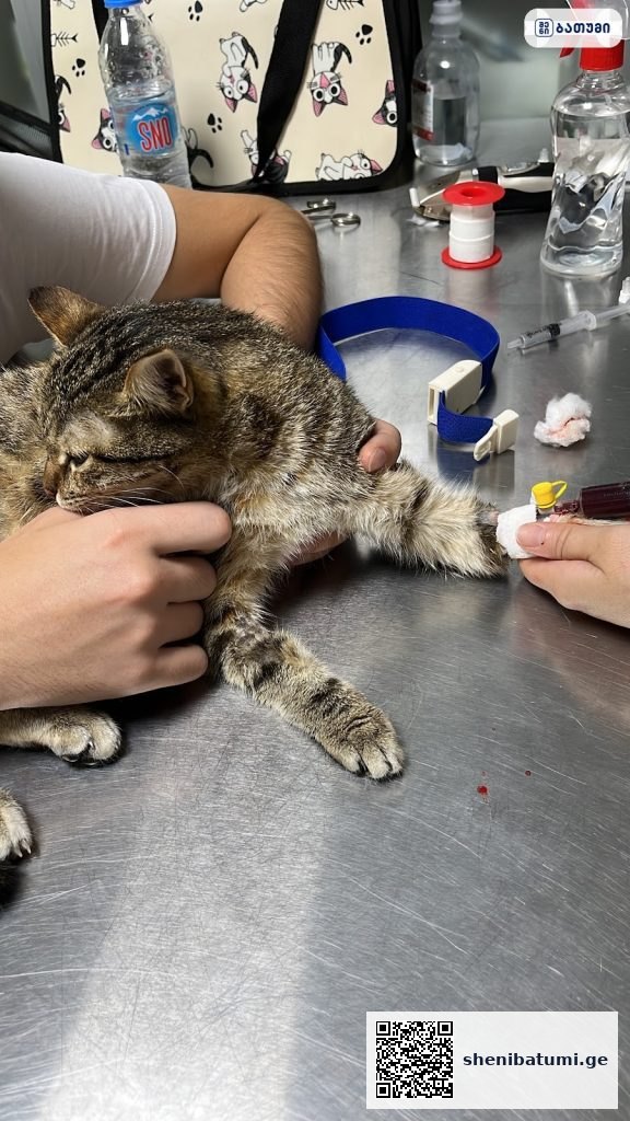 Veterinary clinic Chuki – ვეტერინარული კლინიკა ჩაკი ბათუმში — კლინიკა, მისამართი, ფასები | შენი ბათუმი