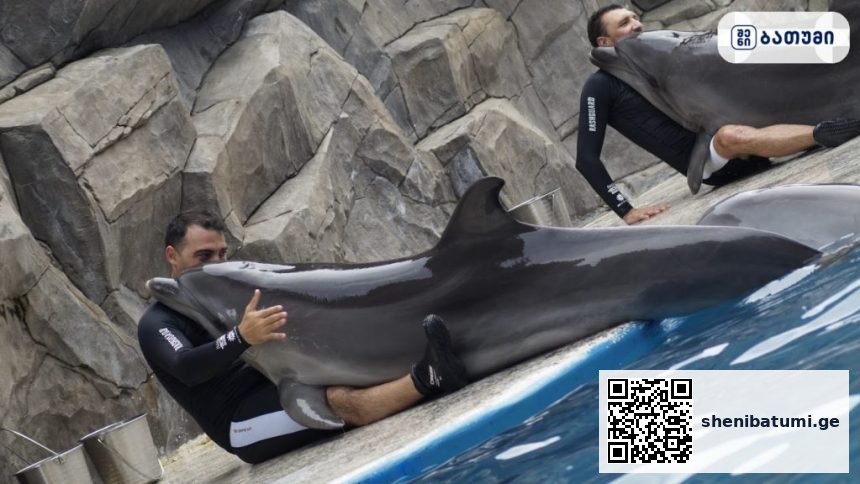 Batumi Dolphinarium Batumi Dolphinarium ბათუმში — ღირსშესანიშნაობა, მისამართი, ფასები | შენი ბათუმი