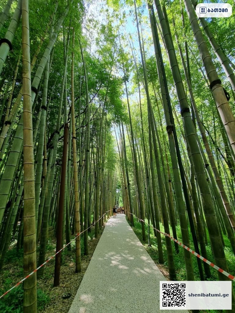 Shekvetili Dendrological Park ბათუმში — გასართობი ობიექტი, მისამართი, ფასები | შენი ბათუმი