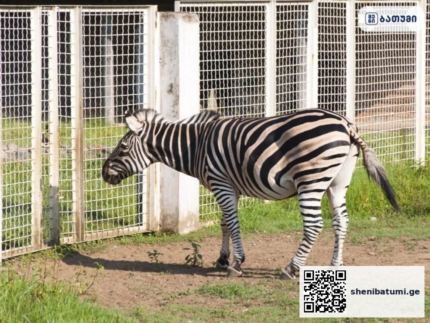 Batumi City Zoo ბათუმში — ღირსშესანიშნაობა, მისამართი, ფასები | შენი ბათუმი