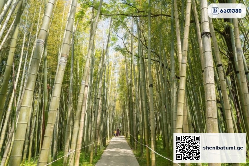 Bamboo Grove ბათუმში — ღირსშესანიშნაობა, მისამართი, ფასები | შენი ბათუმი
