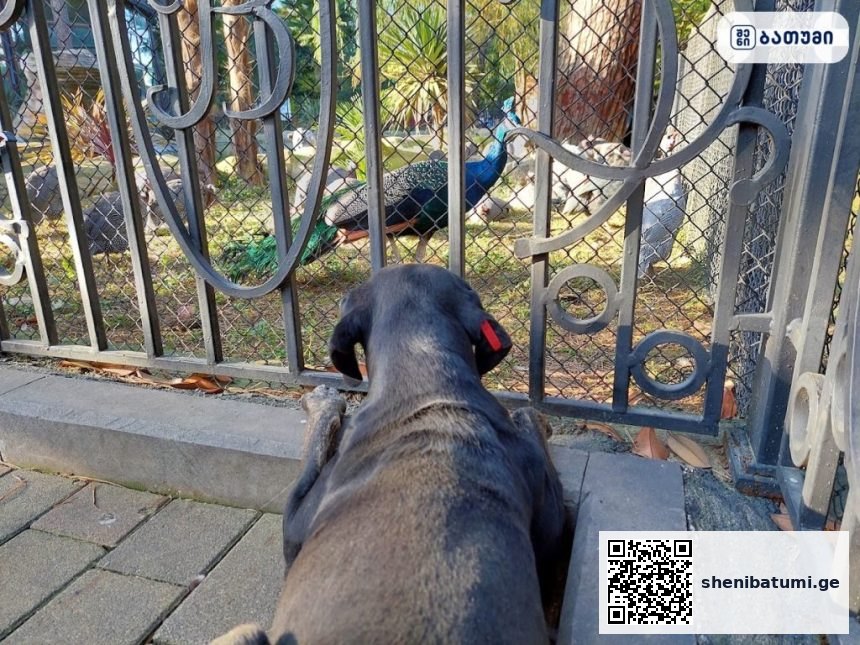 Dog inspired by Guineafowls ბათუმში — ღირსშესანიშნაობა, მისამართი, ფასები | შენი ბათუმი