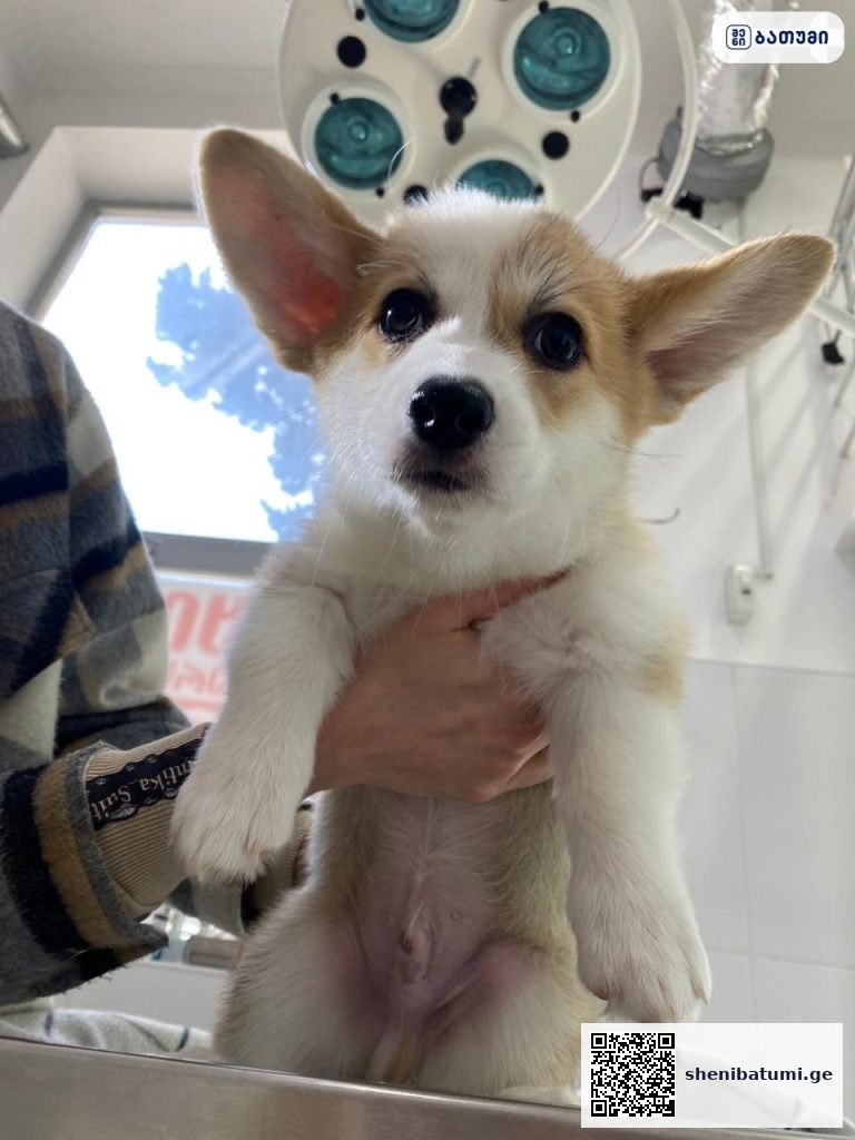 Veterinary clinic Ventura - ვეტერინარული კლინიკა ვენტურა Veterinary clinic Ventura – ვეტერინარული კლინიკა ვენტურა ბათუმში — ვეტკლინიკა, მისამართი, ფასები | შენი ბათუმი