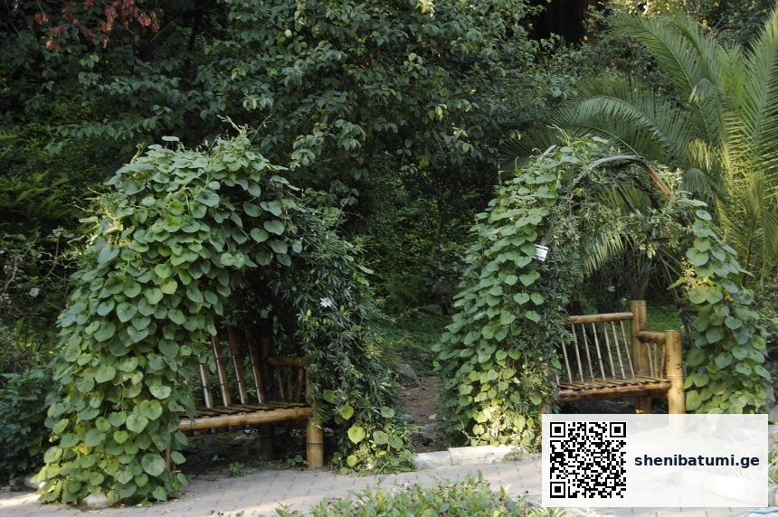 ბათუმის ბოტანიკური ბაღი — Batumi – Botanical Garden | შენი ბათუმი | შენი ბათუმი